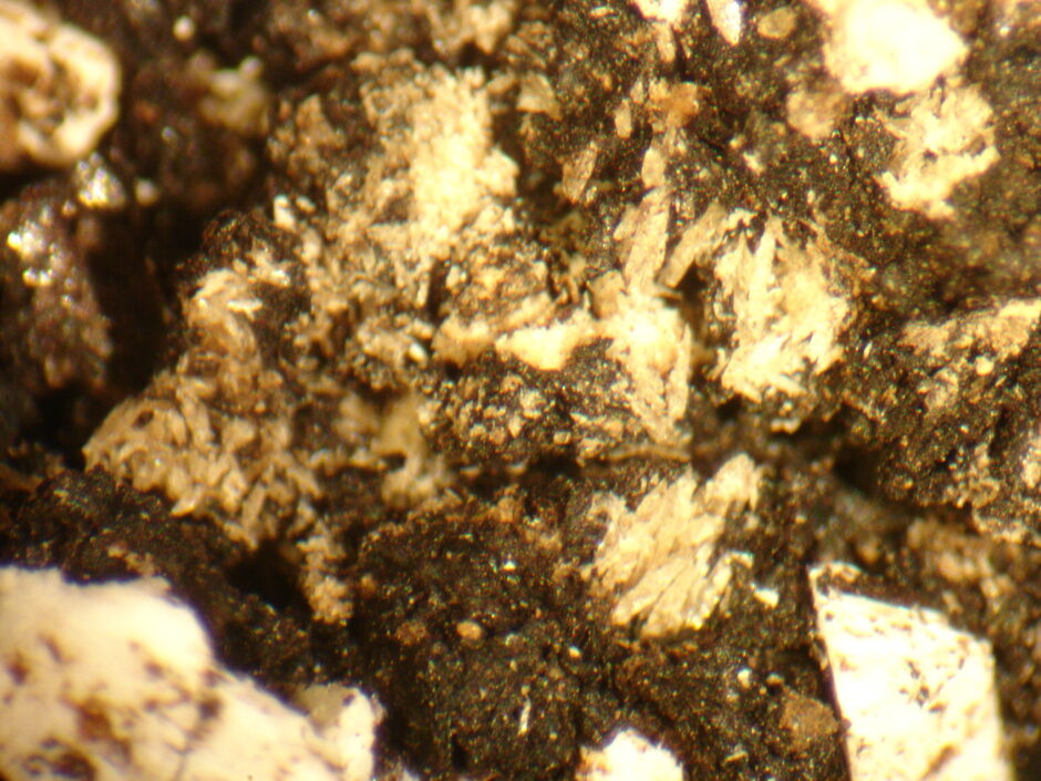 Brushite The Pebble Collection